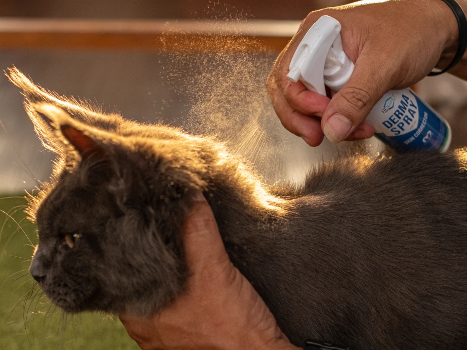 gallery-dermaspray-01