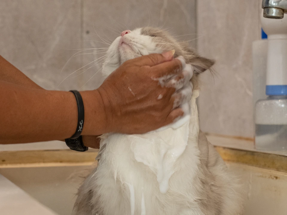 gallery-easeebiotinshampoo-01