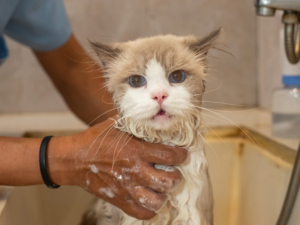 gallery-easeebiotinshampoo-02