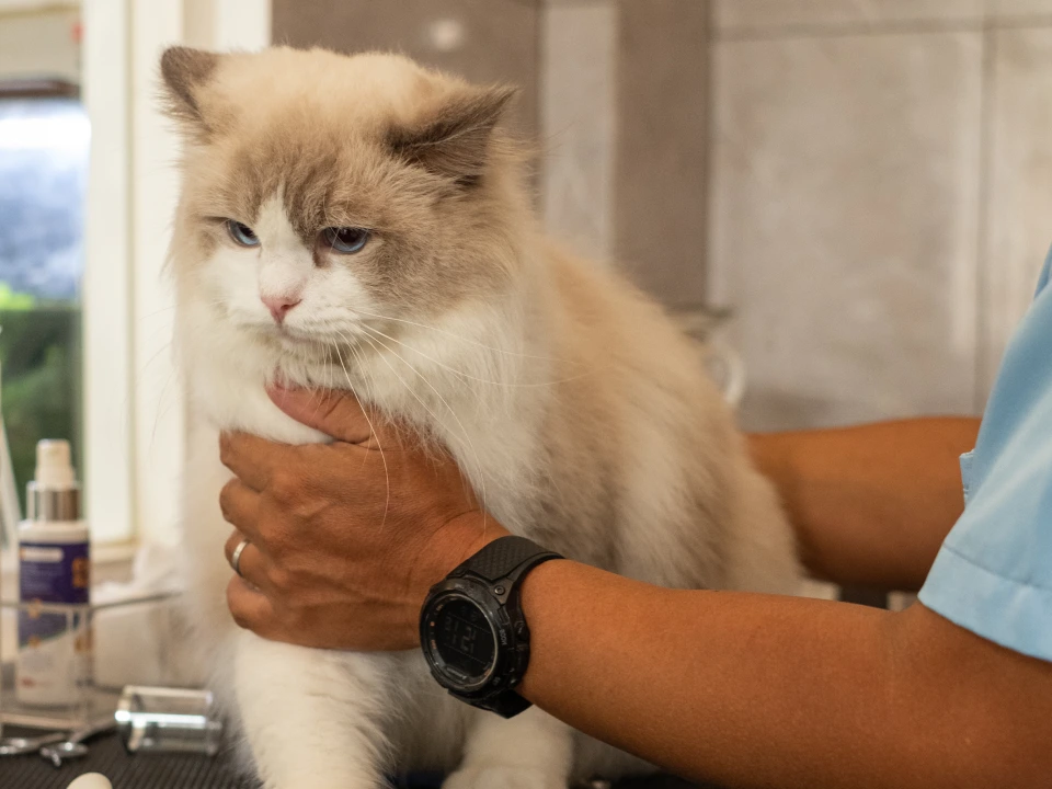 gallery-easeebiotinshampoo-04