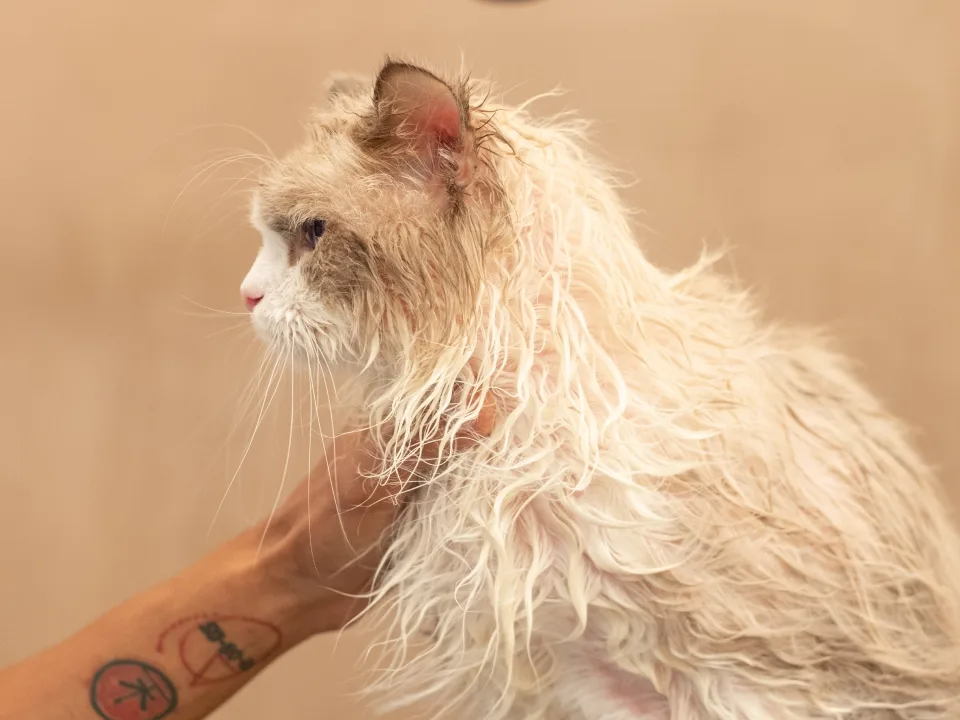 gallery-easeseries-02