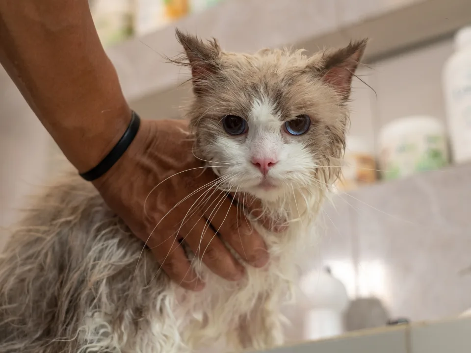 gallery-easeseries-03