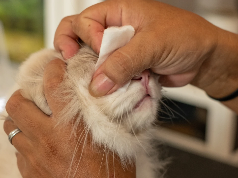 gallery-optishoothe-01